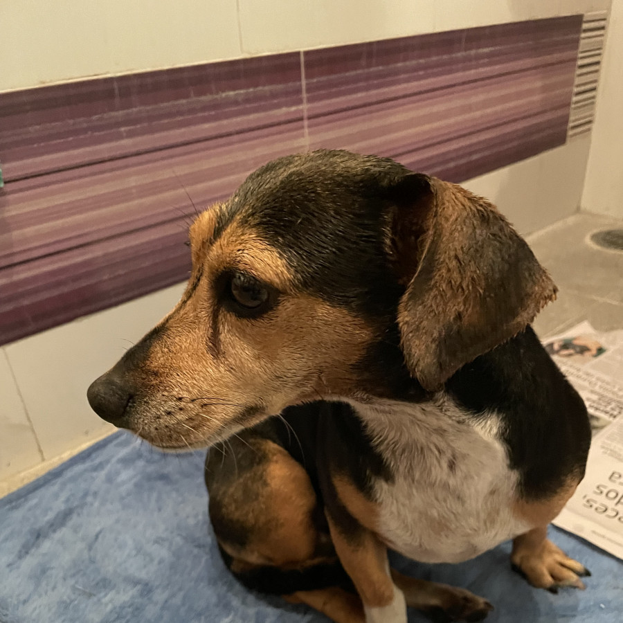  | Raza Mestiza, cruza de Dachshund o Salchicha | Encontrada