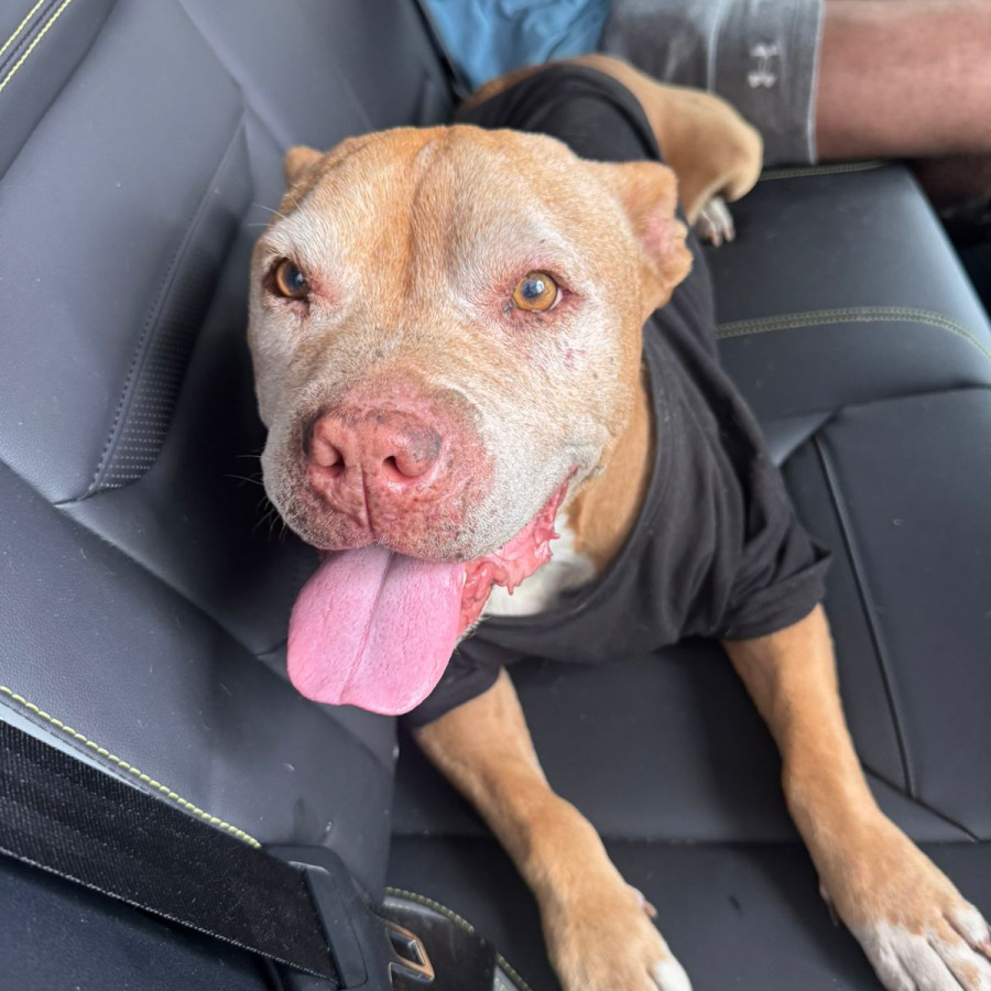  | Raza American Pitbull Terrier | Encontrado