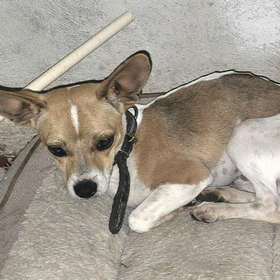 TOBY | Raza Mestizo, cruza de Chihuahua | Perdido