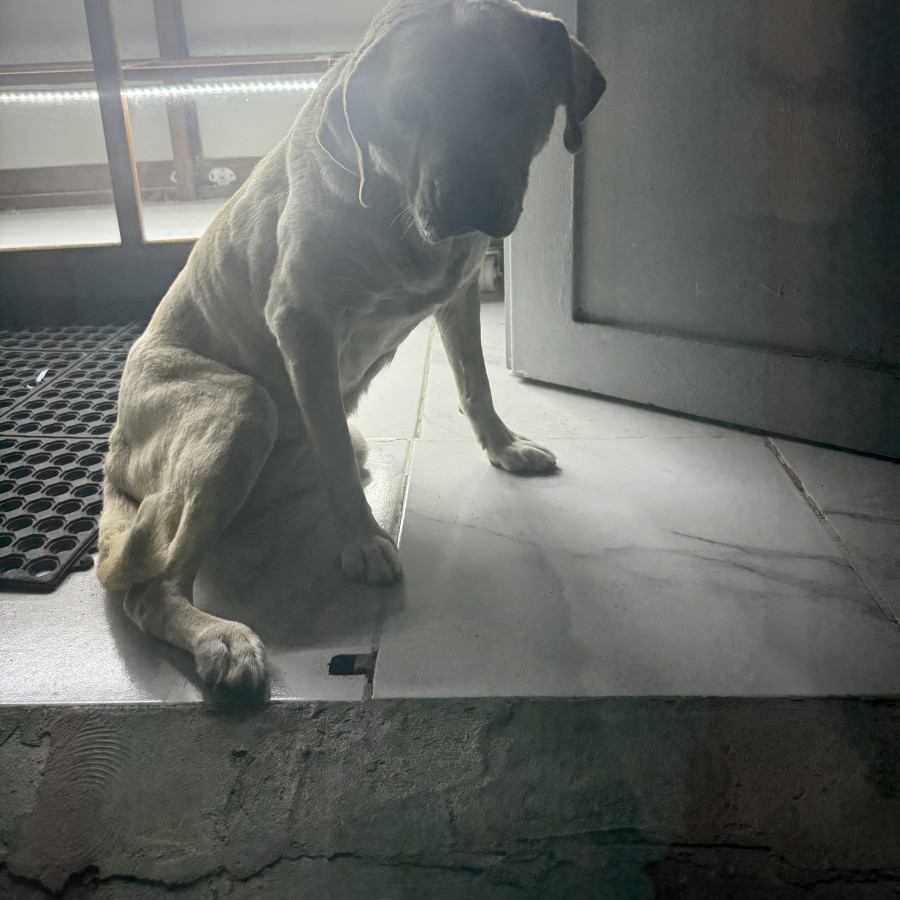  | Raza Mestizo, cruza de Labrador con American Pitbull Terrier | Encontrado