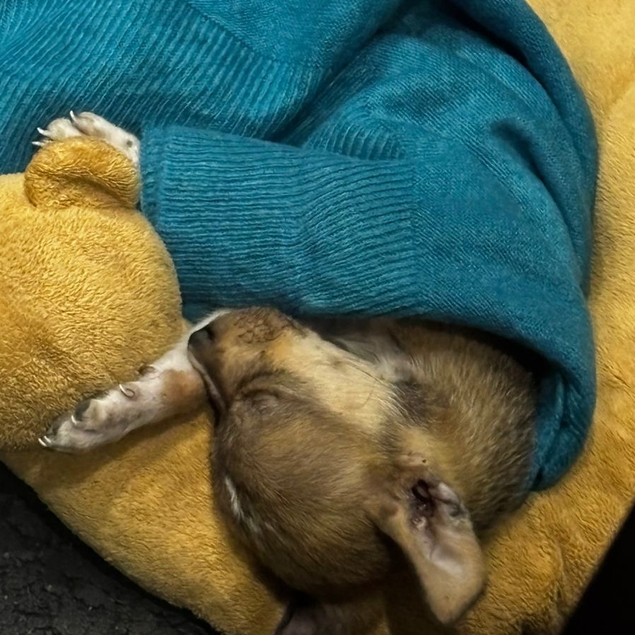 JUANITO | Raza Chihuahua | Perdido