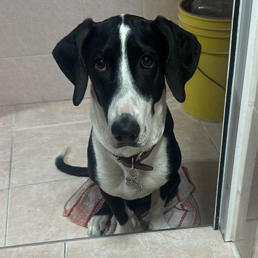 DOMINÓ | Raza Mestiza,  cruza de Basset Hound | Perdida