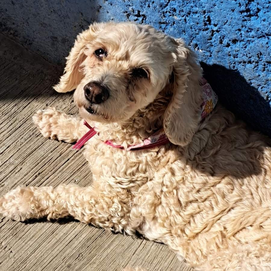 CAMILA | Raza French Poodle o Caniche | Perdida