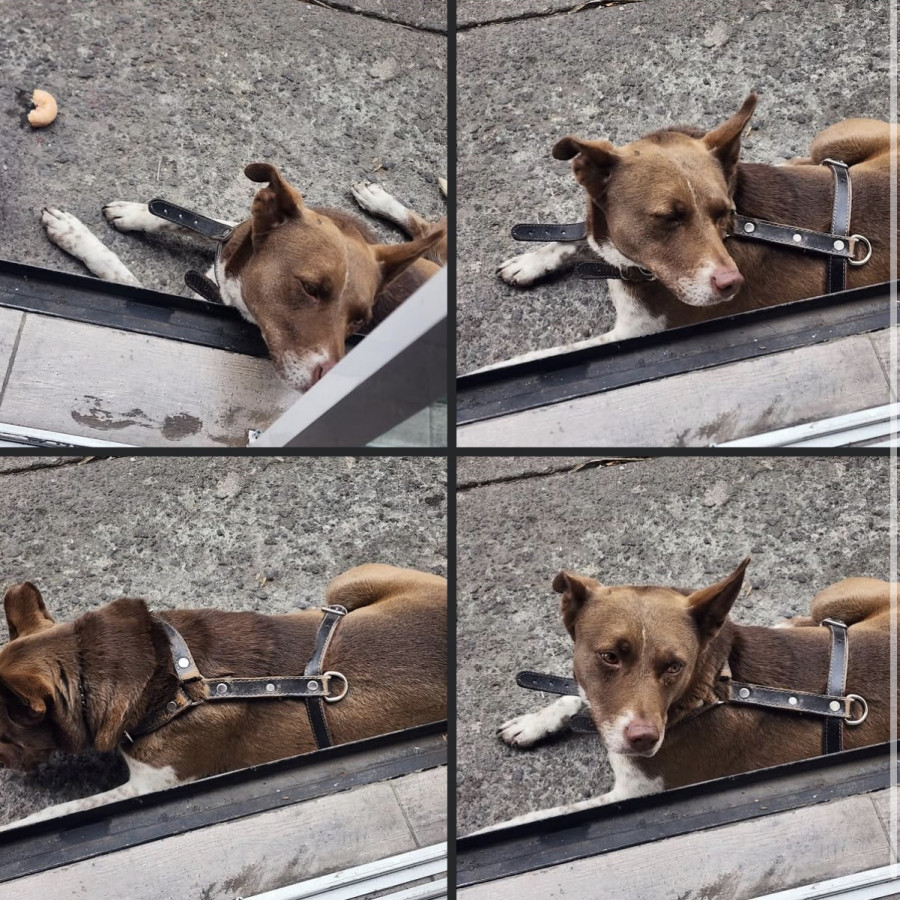  | Raza Mestiza | Encontrada