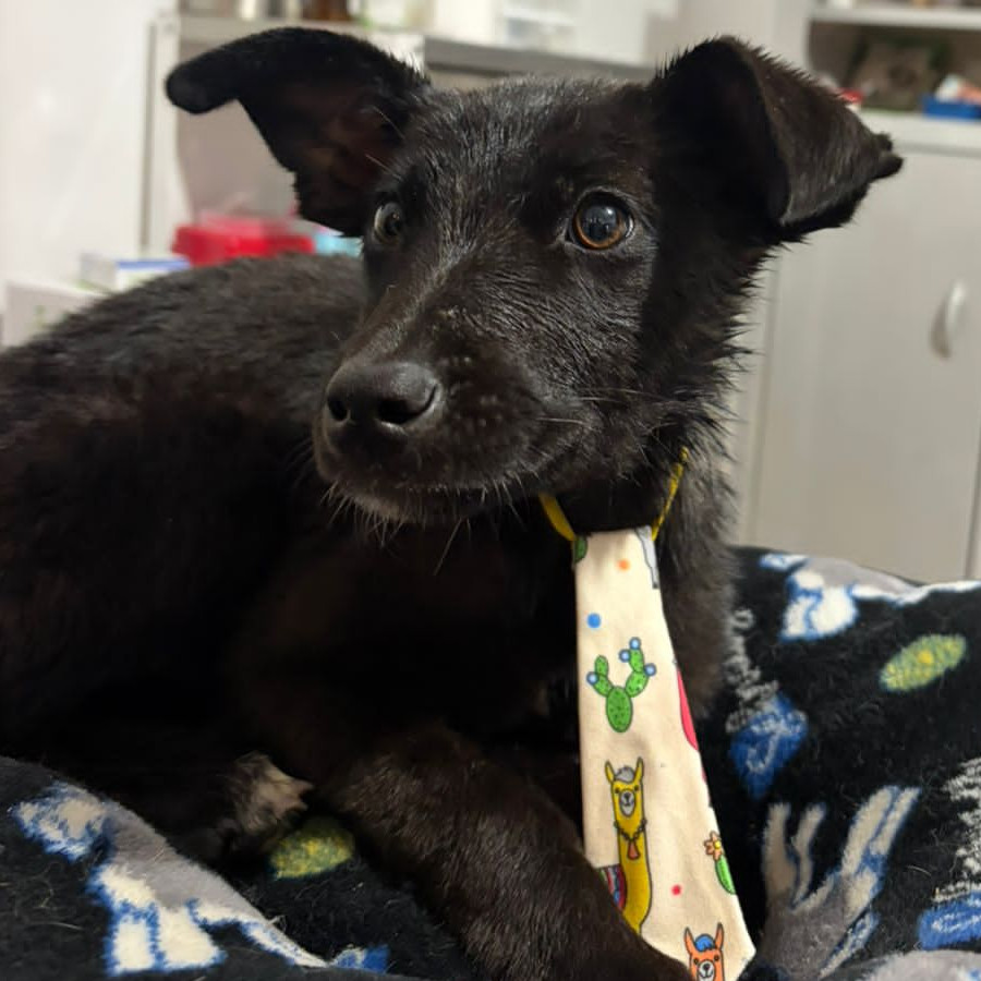 DANTE | Raza Mestizo | En Adopción