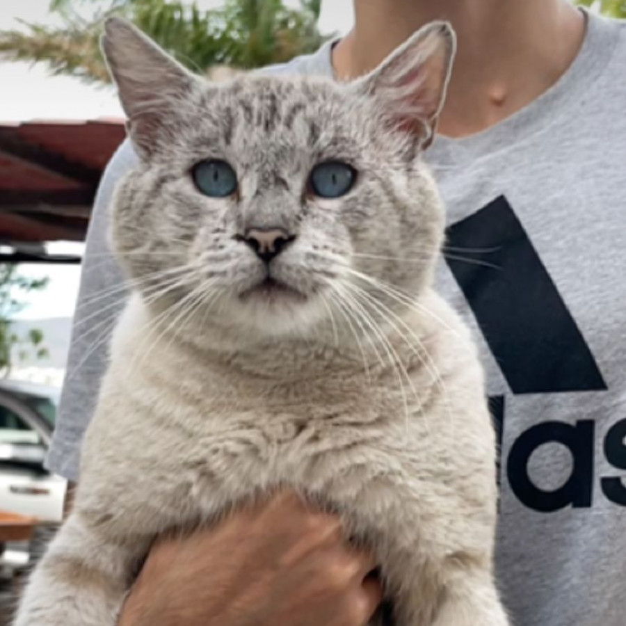 CHILAQUIL | Raza Aslan Punto Tabby o Punto Lince | Perdido