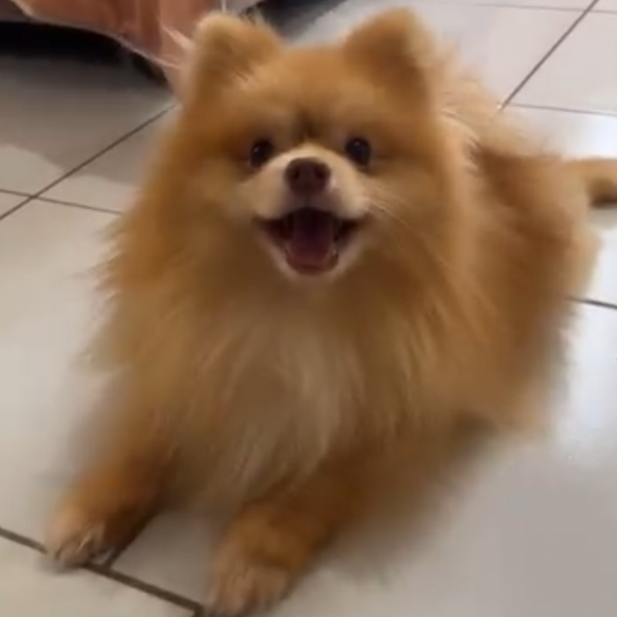 KOBE | Raza Pomerania | Perdido