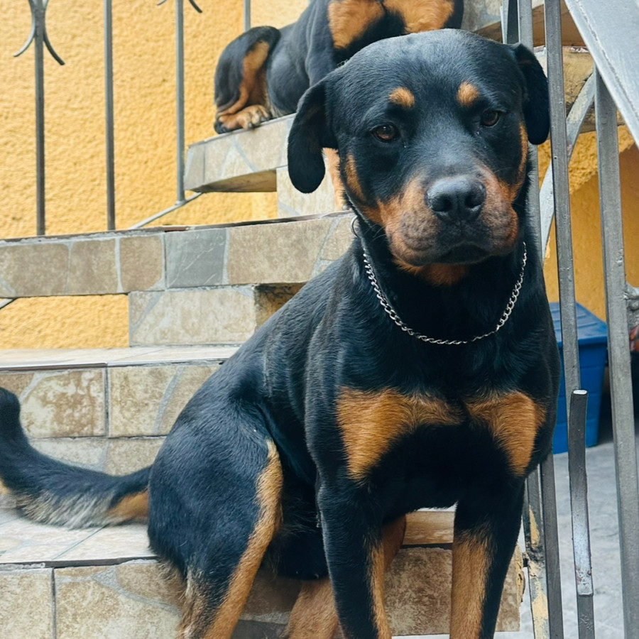 APOLO | Raza Rottweiler | Perdido