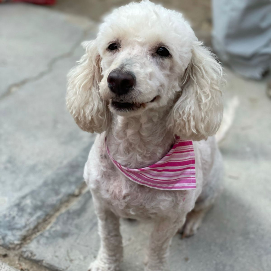 MOLLY | Raza French Poodle o Caniche | Perdida