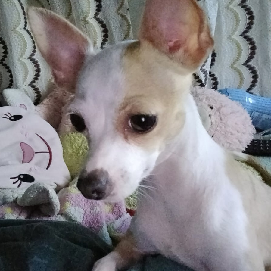 CANELA | Raza Chihuahua | Perdida