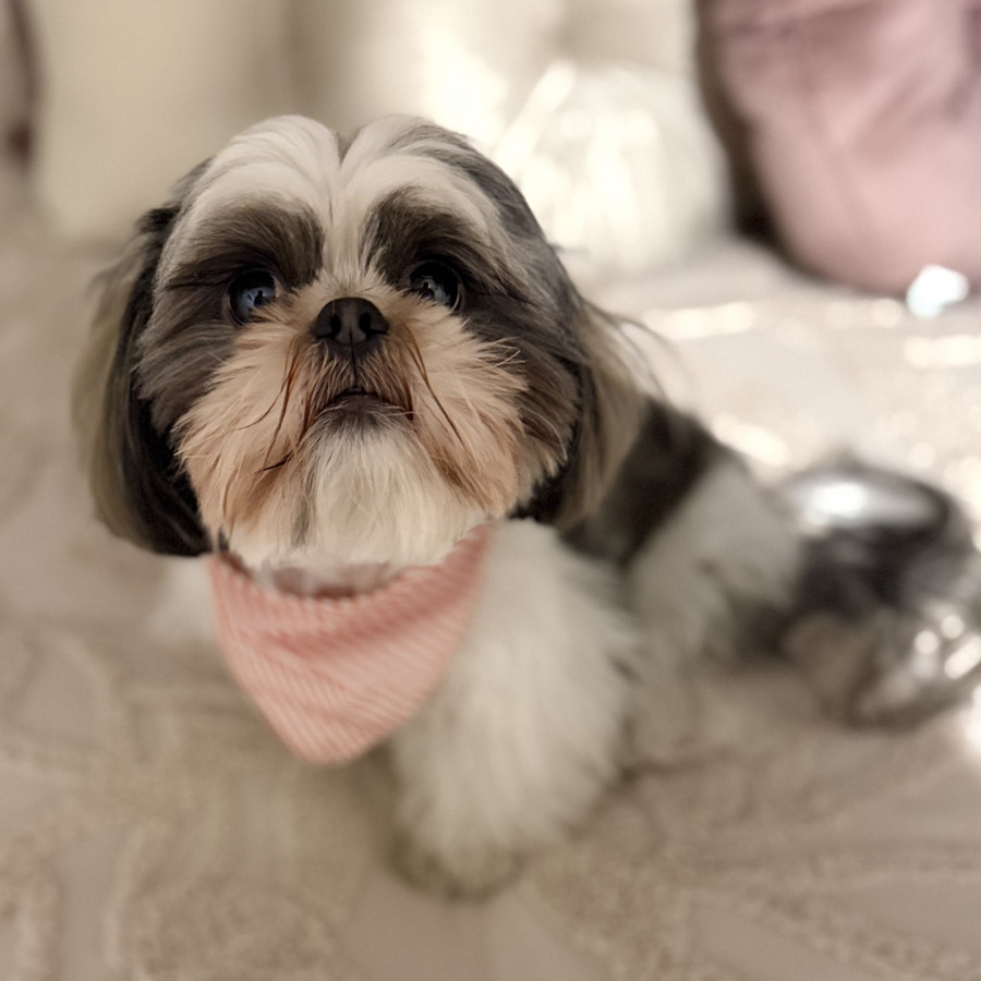REYNA | Raza Shih Tzu  | Perdida