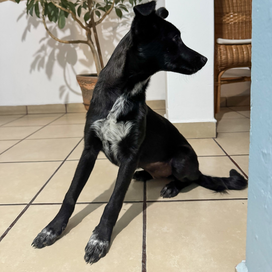 TRUFA | Raza Mestiza | Perdida