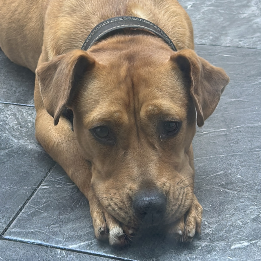 CANELA | Raza Mestiza | En Adopción