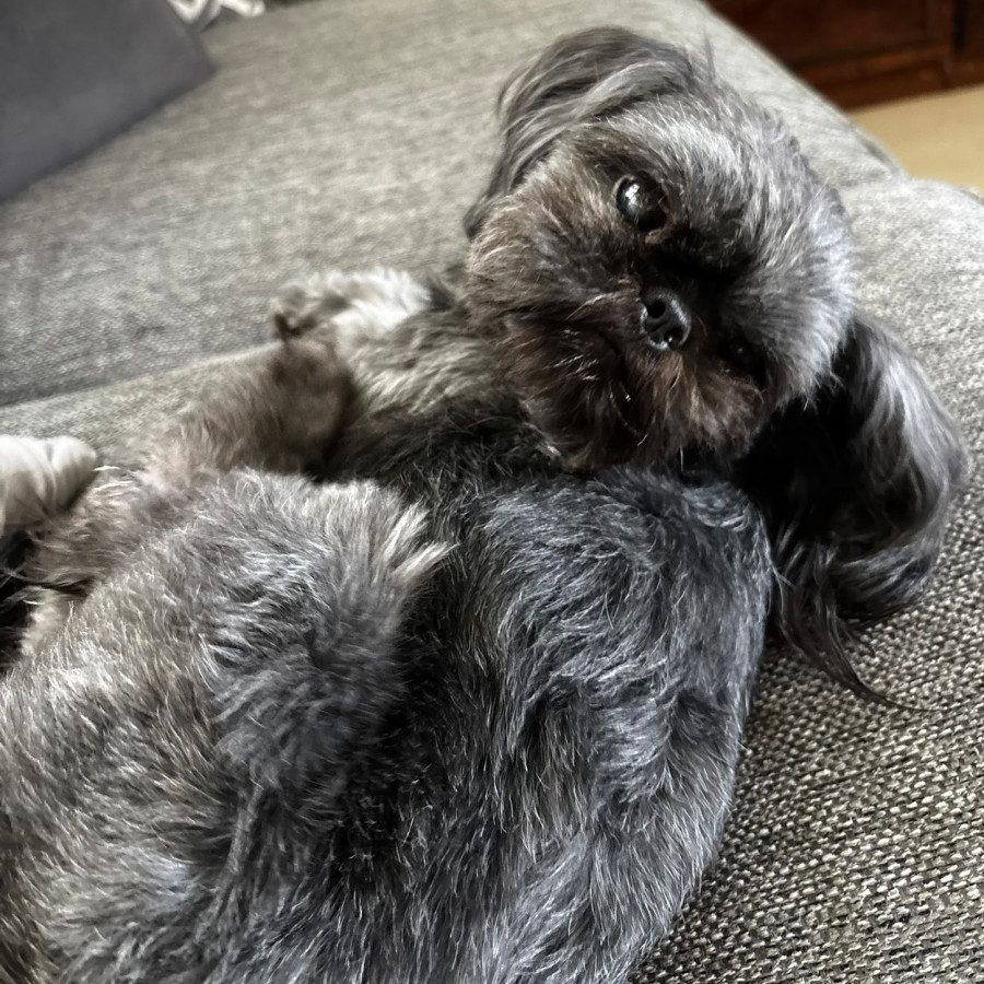 CHALUPA | Raza Shih Tzu  | Perdida
