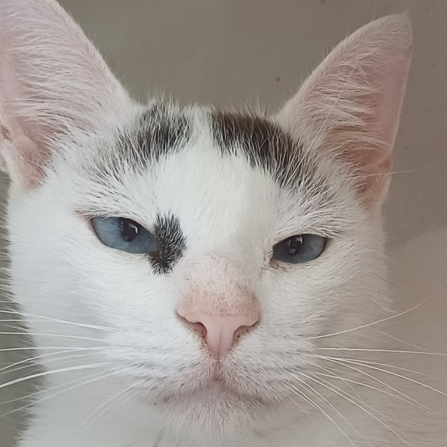 ÁNGEL | Raza Doméstico Américano de Pelo Corto | Perdido