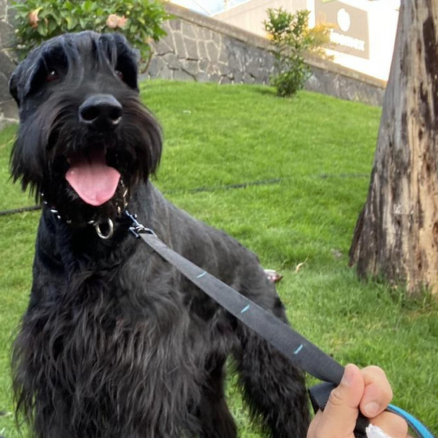 ROCKY | Raza Schnauzer Gigante | Final Feliz