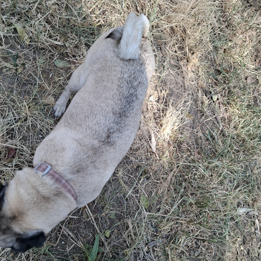 CONCHA | Raza Pug o Carlin | Final Feliz