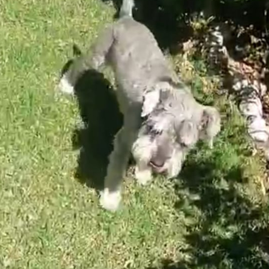 JAKE | Raza Schnauzer Estándar | Final Feliz