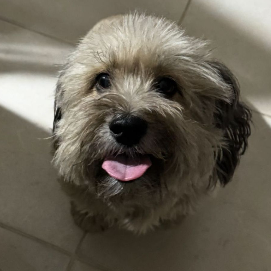 BELLA (BELA) | Raza Schnauzer | Perdida