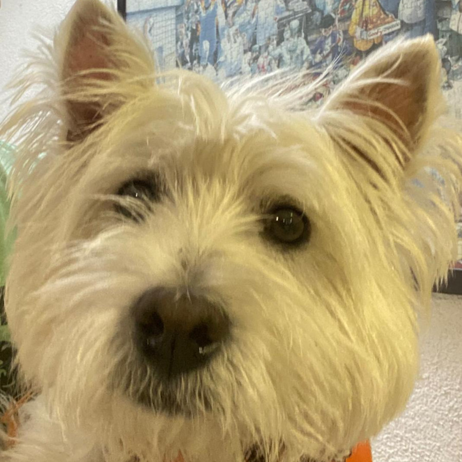 TOBY | Raza West Highland White Terrier (Westie) | Perdido