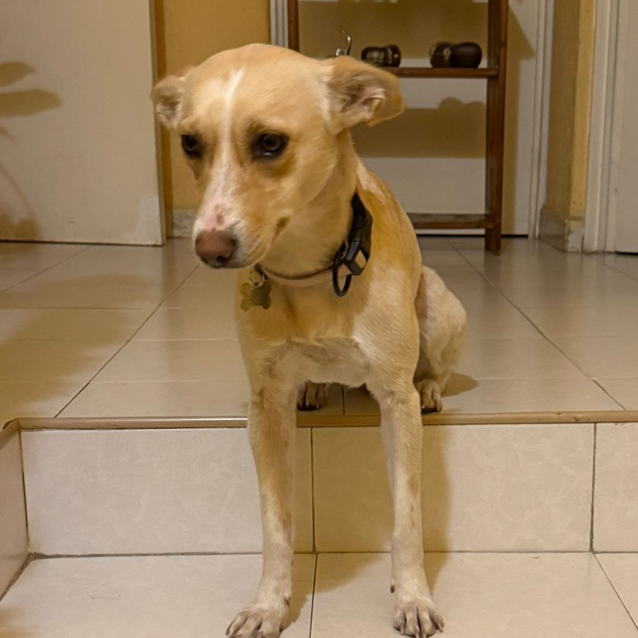 NALA | Raza Mestiza | Final Feliz