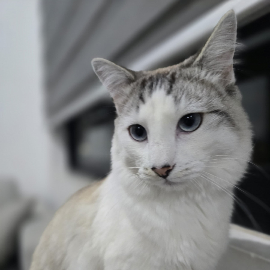 ALGODÓN | Raza Balinés Moderno Punto Tabby | Perdido
