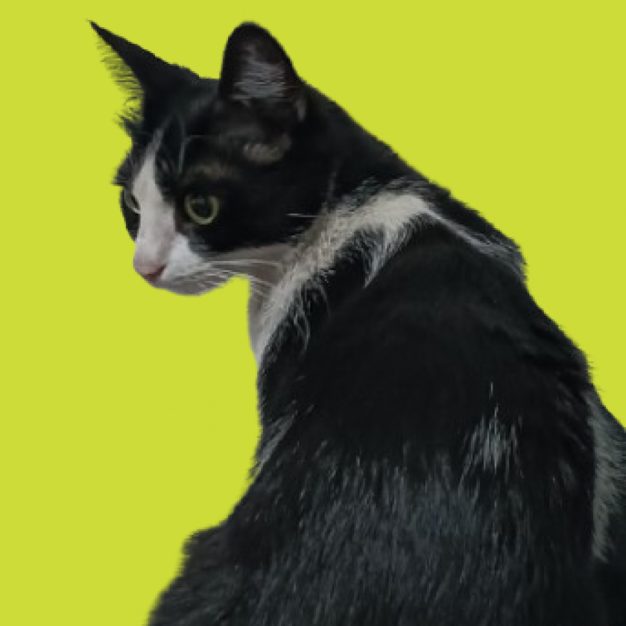 DRAGANA | Raza Doméstico Américano de Pelo Corto | Perdida