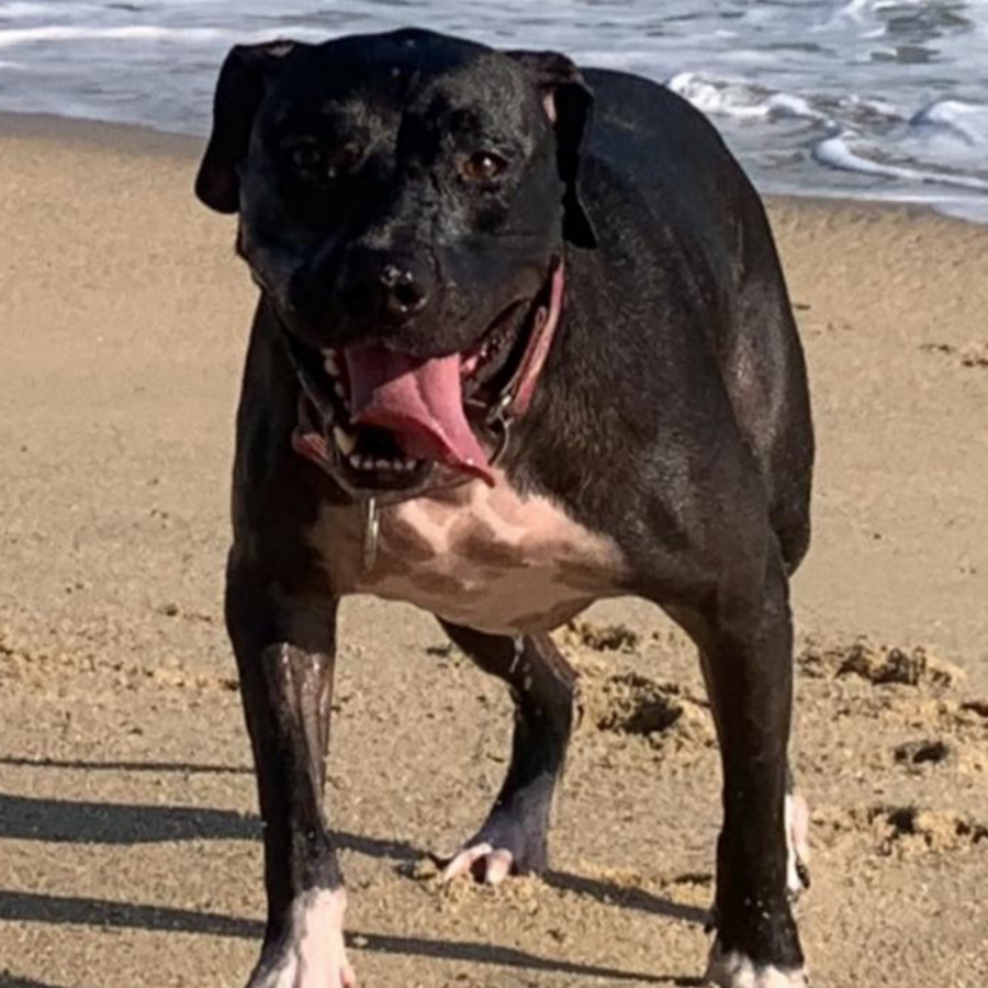 KYLA | Raza American Pitbull Terrier | Perdida