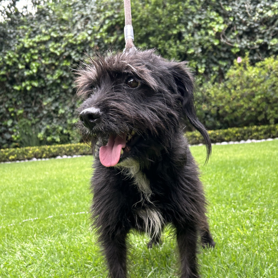  | Raza Mestiza, cruza de Schnauzer | Encontrada
