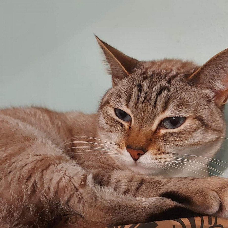 YEIK | Raza Aslan o Siamés moderno, punto tabby | Perdido