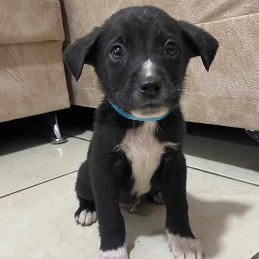 TITO | Raza Mestizo, cruza de Labrador | En Adopción