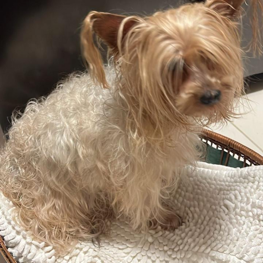 HERMOSA PELUDITA | Raza Yorkshire Terrier (Yorkie) | Final Feliz