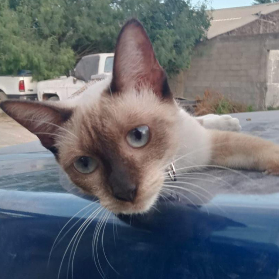 LUNA | Raza Siamés Punto Foca | Perdida