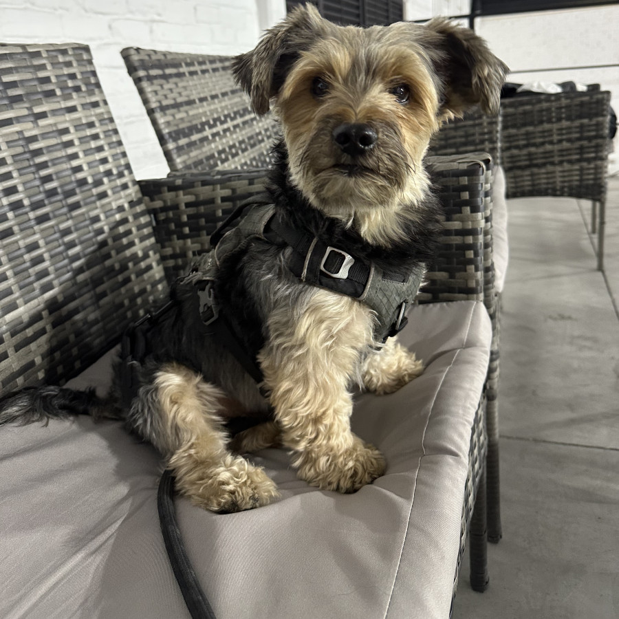 MUKY | Raza Yorkshire Terrier (Yorkie) | Perdido