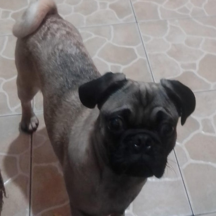BRUNO | Raza Pug o Carlin | Perdido