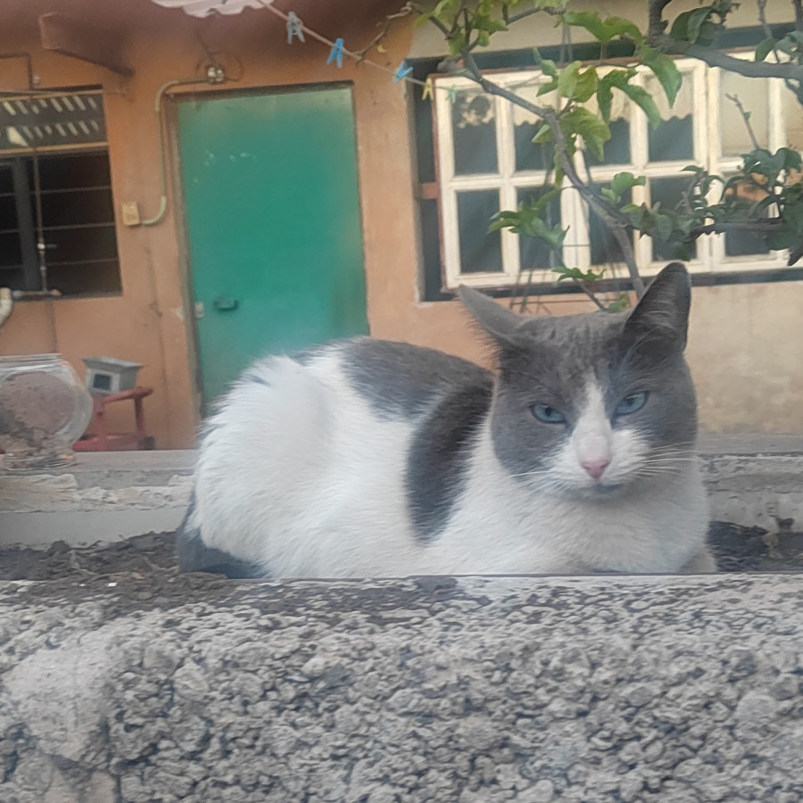 CHIQUITA | Raza Doméstico Américano de Pelo Corto | Perdida