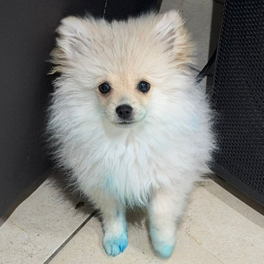 GIORGIO | Raza Pomerania | Perdido