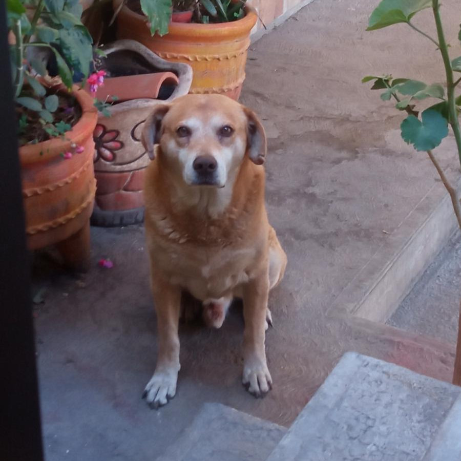 CANELO | Raza Mestizo, cruza de Labrador | Perdido