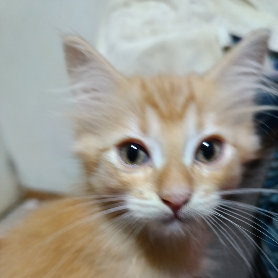 MANDARINO | Raza Doméstico Américano de Pelo Corto | En Adopción