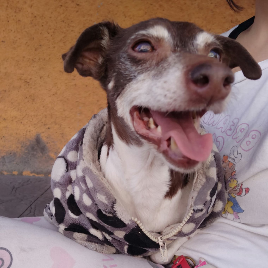  | Raza Mestiza, cruza de Chihuahua | Final Feliz