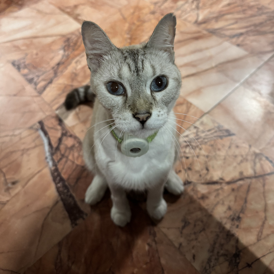 FOFO | Raza Aslan O Siamés Moderno, Punto Tabby | Final Feliz