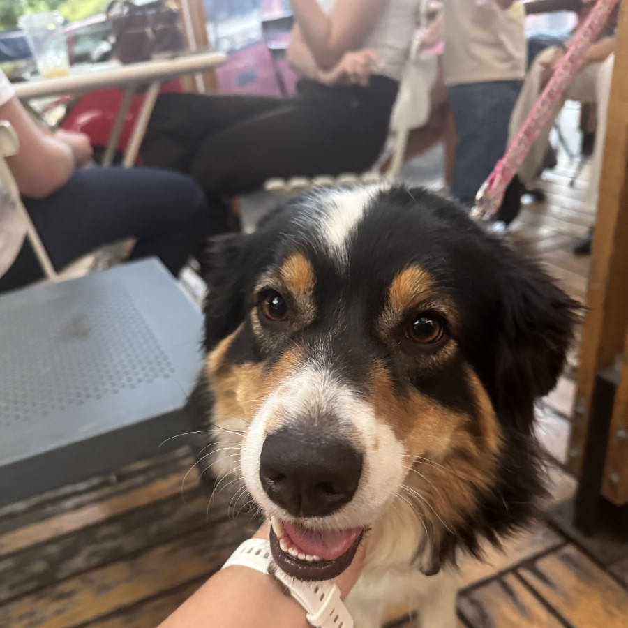  | Raza Mestiza, posible cruza de Border Collie | Final Feliz