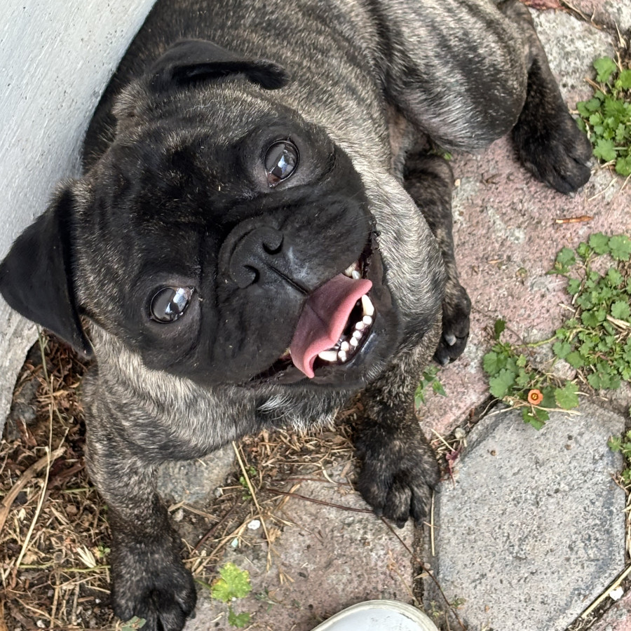  | Raza Pug o Carlin | Encontrado