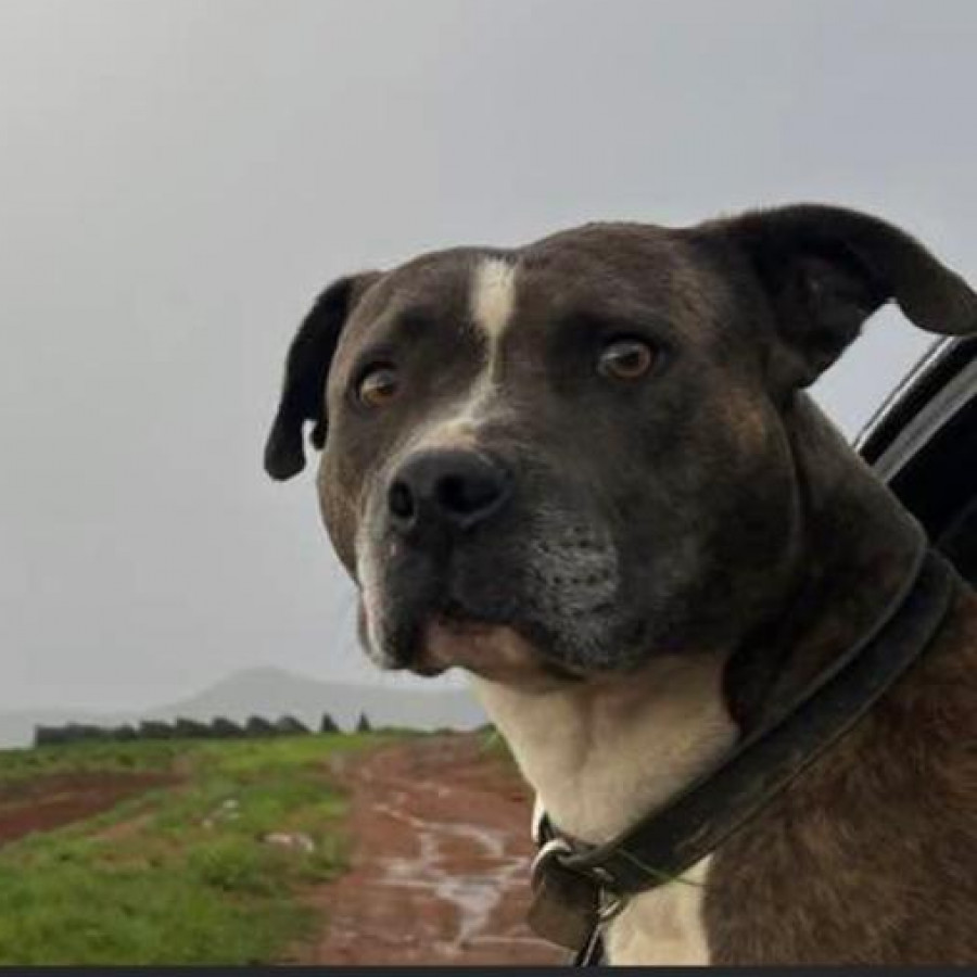 KHAL | Raza American Pitbull Terrier | Perdido