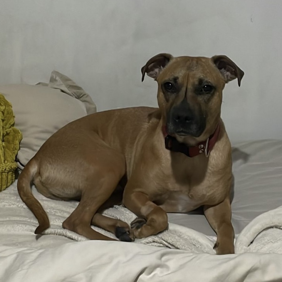 SULTÁN | Raza Mestizo, cruza de Shar Pei con American Pitbull Terrier | Final Feliz