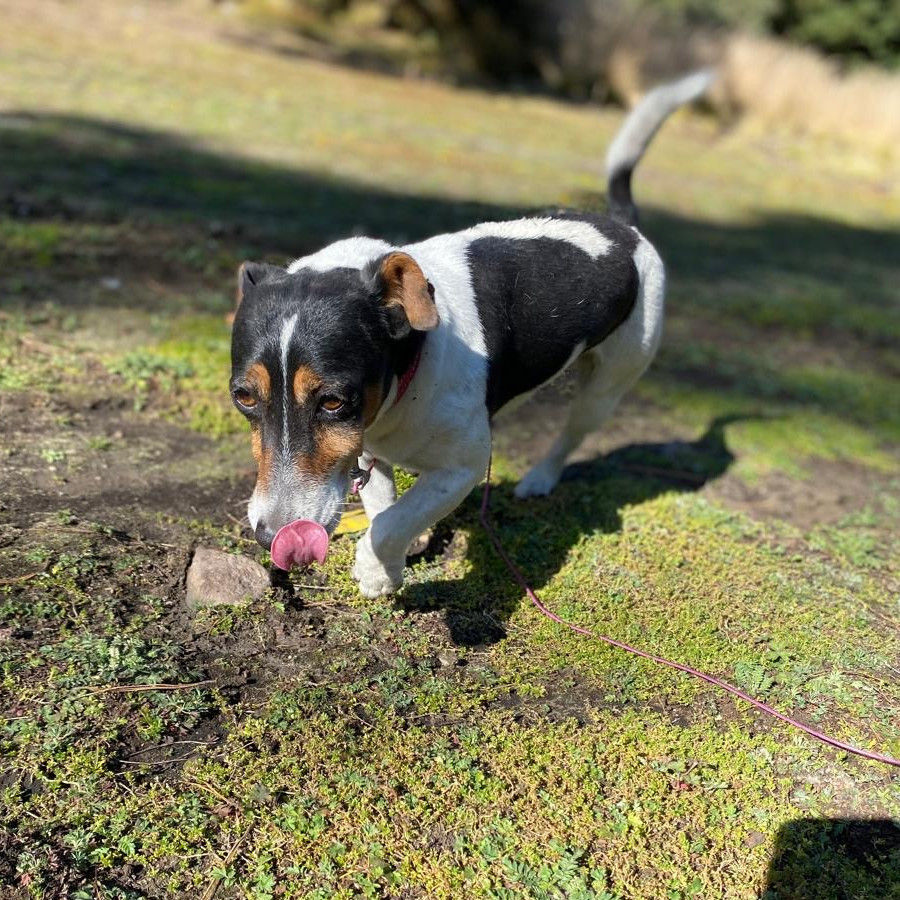 MILA | Raza Jack Russell Terrier | Final Feliz