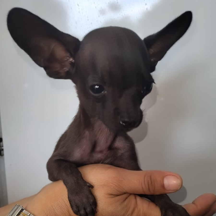 CHOCO | Raza Chihuahua | Perdido