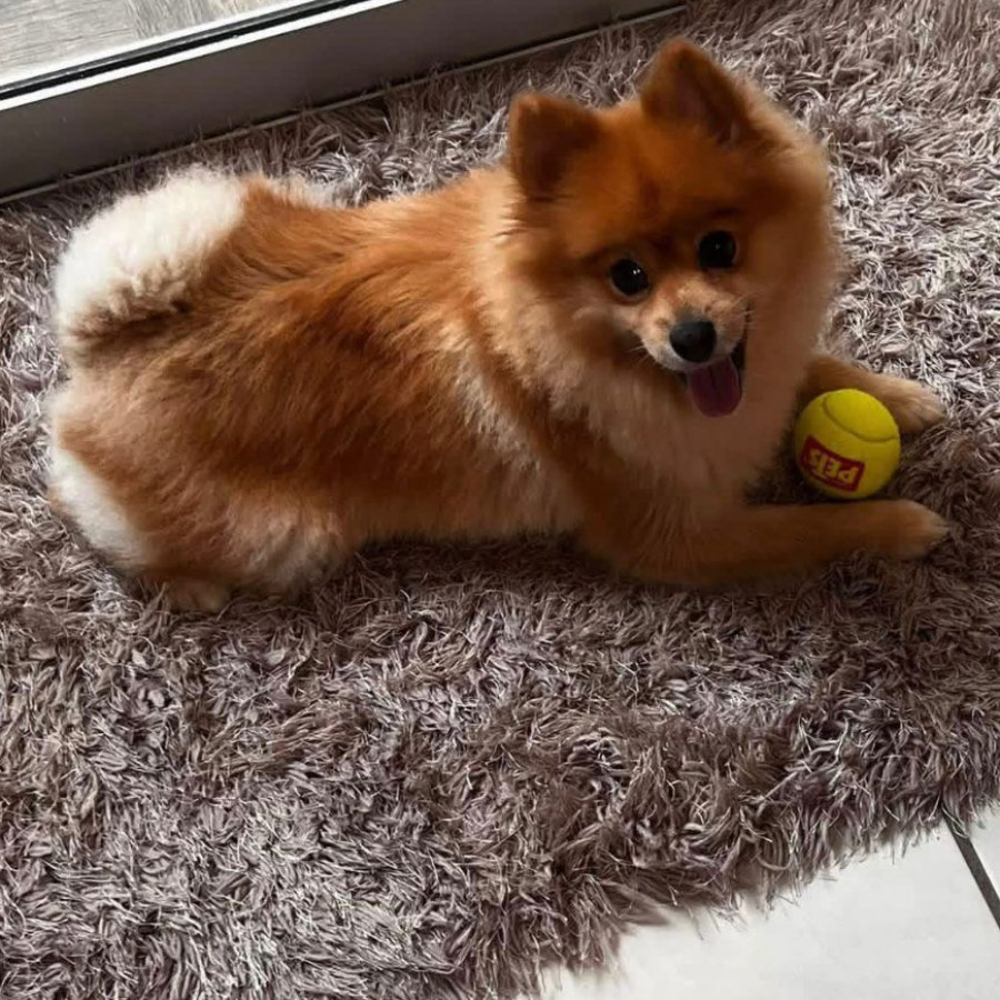 MARLUI | Raza Pomerania | Final Feliz