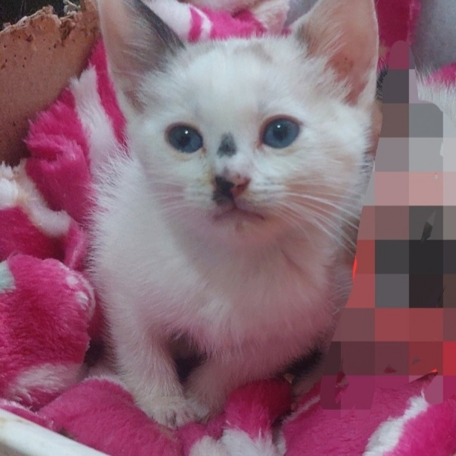 LUNA | Raza Aslan o Siamés moderno, punto crema | En Adopción