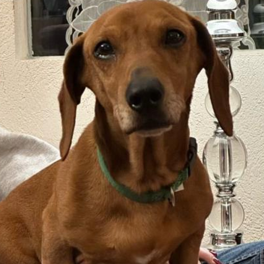  | Raza Dachshund o Salchicha  | Encontrado